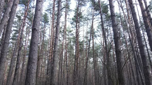 Forest Landscape Aerial View Slow Motion