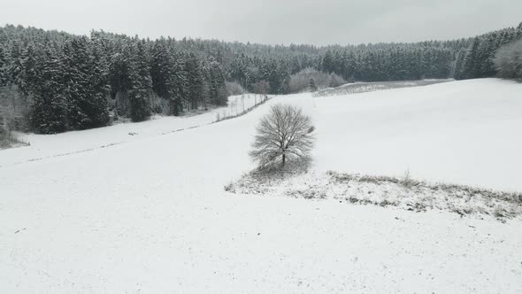 Lonely tree in a field