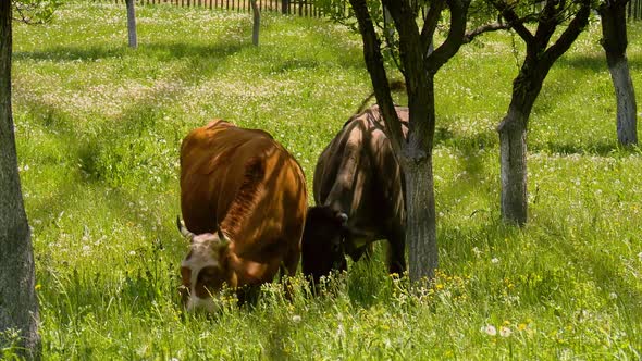 Two cows eat on farmland in the orchard