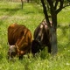 Two cows eat on farmland in the orchard - VideoHive Item for Sale