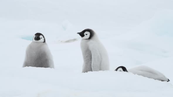 Emperor Penguins Chicks on the Ice in Antarctica