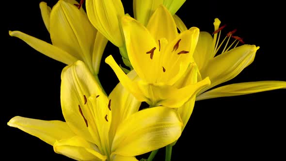 Time Lapse of Beautiful Yellow Lily Flower Blossoms