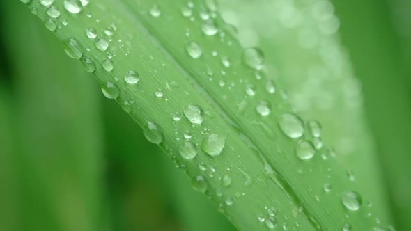 Macro Shot of Green Stalk of Plant Through Which Water Flows Down After Heavy Rain. Beautiful Flower