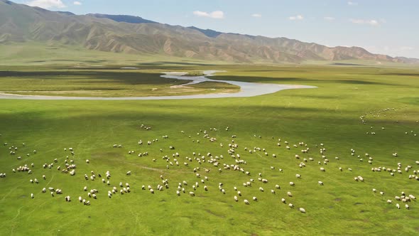 Grassland and black head sheep