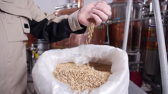 Brewery Concept. Pale Pilsener Malt Grains in Hands. Ingredient for Beer