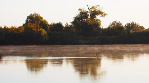 A Lonely Bird Standing on a Branch in the Middle of a Pond