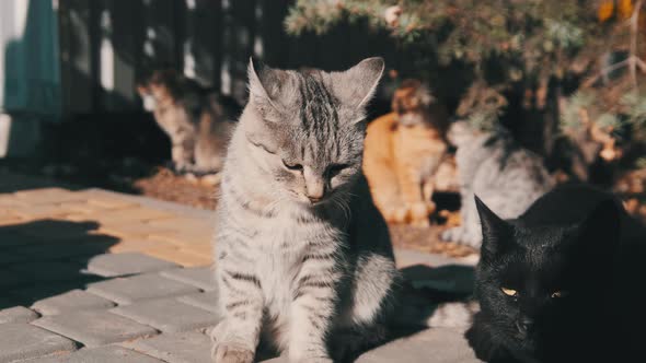 Lot of Stray Cats are Sitting Together in a Public Park in Nature Slow Motion