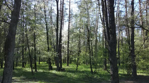 Green Forest During the Day Aerial View