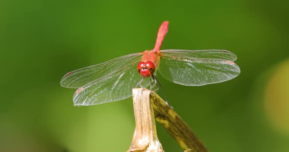 Scarlet Dragonfly Crocothemis Erythraea is a Species of Dragonfly in the Family Libellulidae