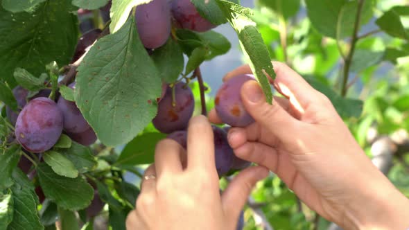 Female hands picking ripe juicy sweet plums from tree in beautiful sunlight - Harvest season in Kins