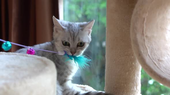 Cute Scottish Cat Playing Feather Toy On Cat Tower