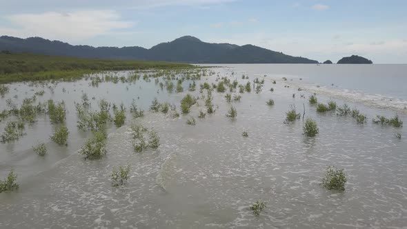 Low angle fly over young mangrove trees