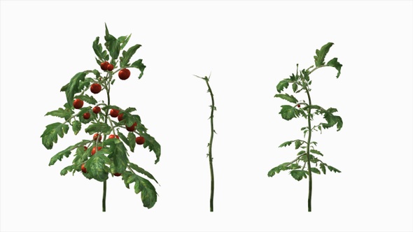 Tomato Tree Growing Timelapse