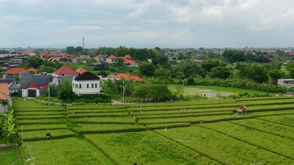 beautiful lush green rice fields in canggu bali surrounded by local homes at sunset, aerial