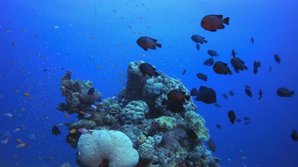 Tropical Colourful Underwater Ambience