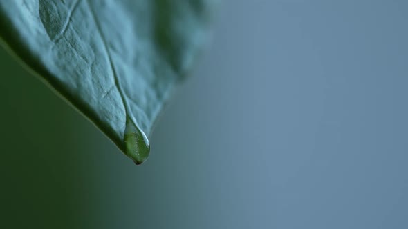 Water Drops on a Leaf 118