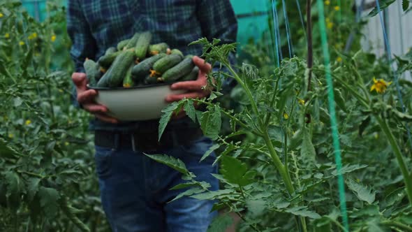 Cucumber Harvest in the Hands of a Male Farmer