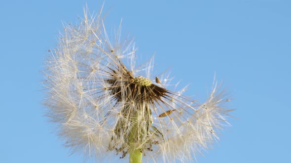 Macro shot of a Dandelion rotating