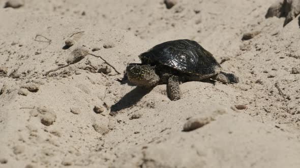 River Turtle Crawling on Sand To Water Near Riverbank. Slow Motion