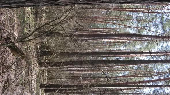 Vertical Video of Trees in a Pine Forest Slow Motion