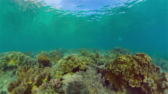 Coral Reef and Tropical Fish Underwater