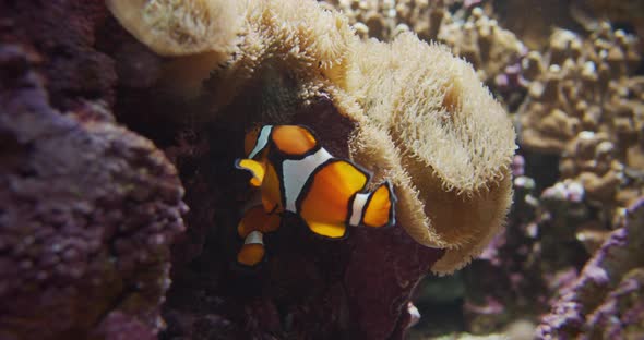 Clownfish Swimming Amongst Anemone In Aquarium