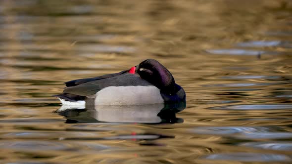 Closeup, Adult Rosy Billed Pochard Duck Peacefully Sleeping On Gentle Wavy Water