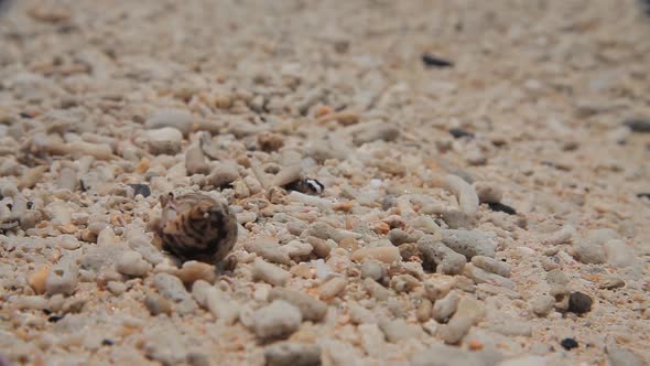 Little Crab in the Sand . Close Up