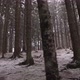 Forest Trees On Winter - VideoHive Item for Sale