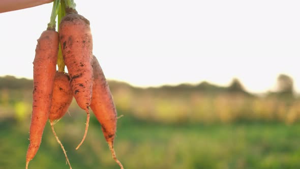 Close Up of Harvest Carrots Farm Shows to the Camera on a Background of Sunlight