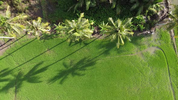 Shadow of coconut trees at paddy field