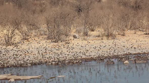 Red-Billed Queleas Drinking Water