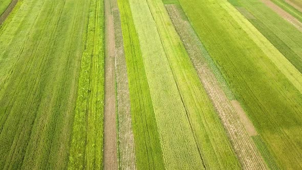 Aerial view of green agriculture fields in spring with fresh vegetation after seeding season.