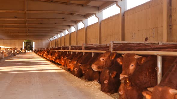 Cattle breeding farm.