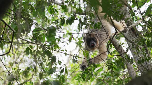 Howler monkey hangs from prehensile tail in tree, eats berries from canopy