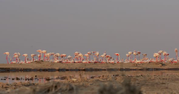 Pink Flamingo Birds Stand on an Island in the Lake