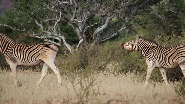 Plains Zebras Walking