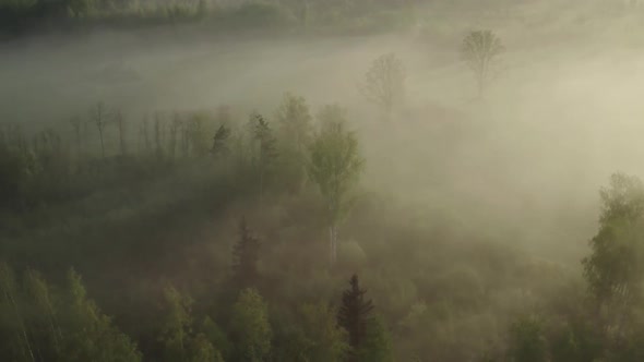 Field and Forest