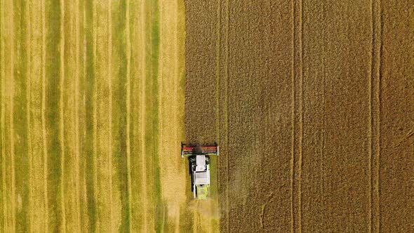 Top view of wheat harvest. Top view from the drone of combine harvester