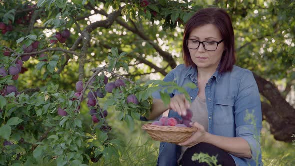 Woman Picking Ripe Plums From Tree in Basket