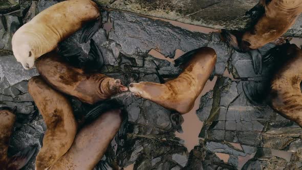 Close Up Aerial View Portraits of Sea Lions Looking Up at Camera, Lying and Resting on Rocky Rookery