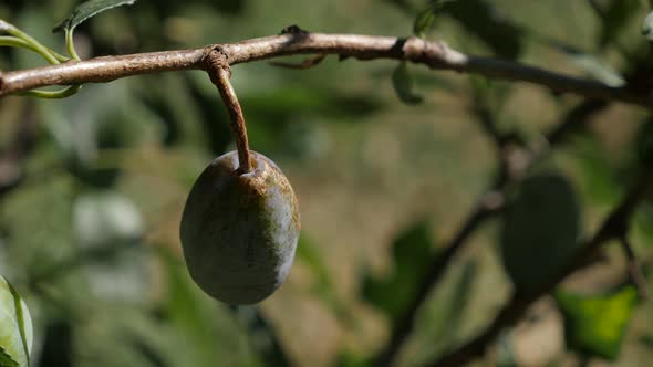 Single immature plum fruit shallow DOF 4K 2160p 30fps UHD footage - Close-up of Prunus domestica on 