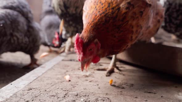 Hungry Chickens of Different Colors Peck Falling Corn From the Floor Closeup in Slow Motion