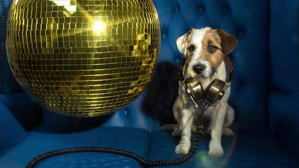 Dog Disco