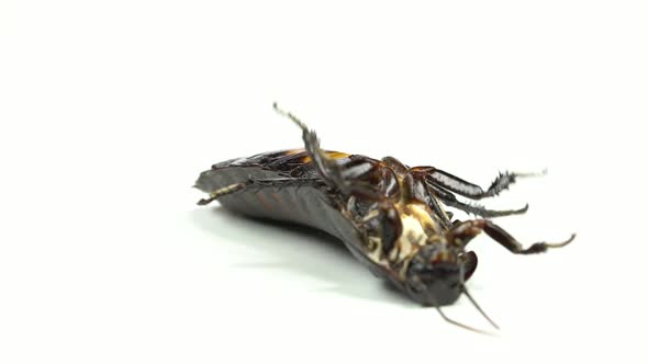 Cockroach Lies on Its Back