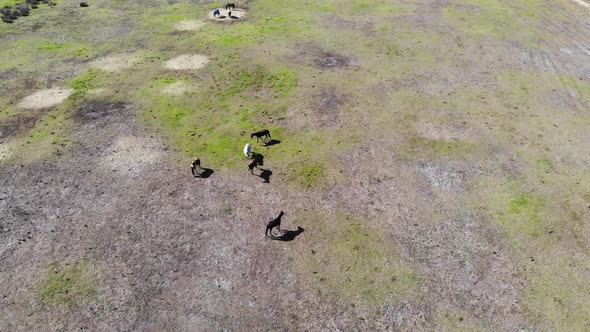 Aerial View of a Horses