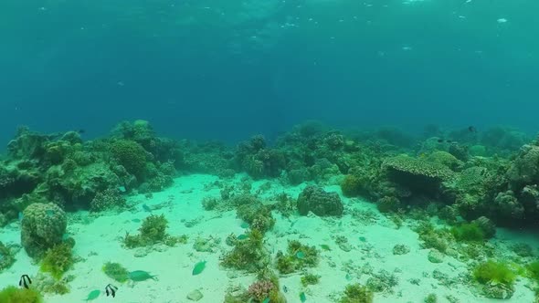 The Underwater World of a Coral Reef