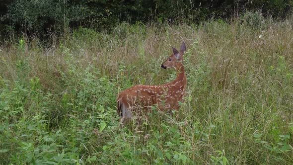 Deer walking out in high grass in nature near forest