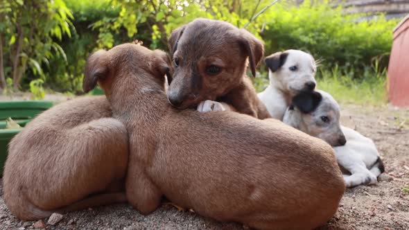 Homeless Puppies on the Streets of the City