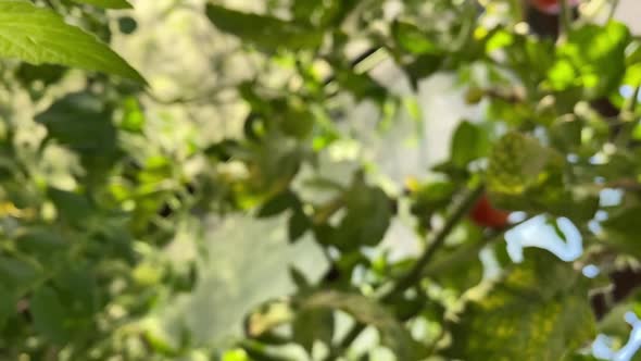 Growing Tomatoes in a Greenhouse